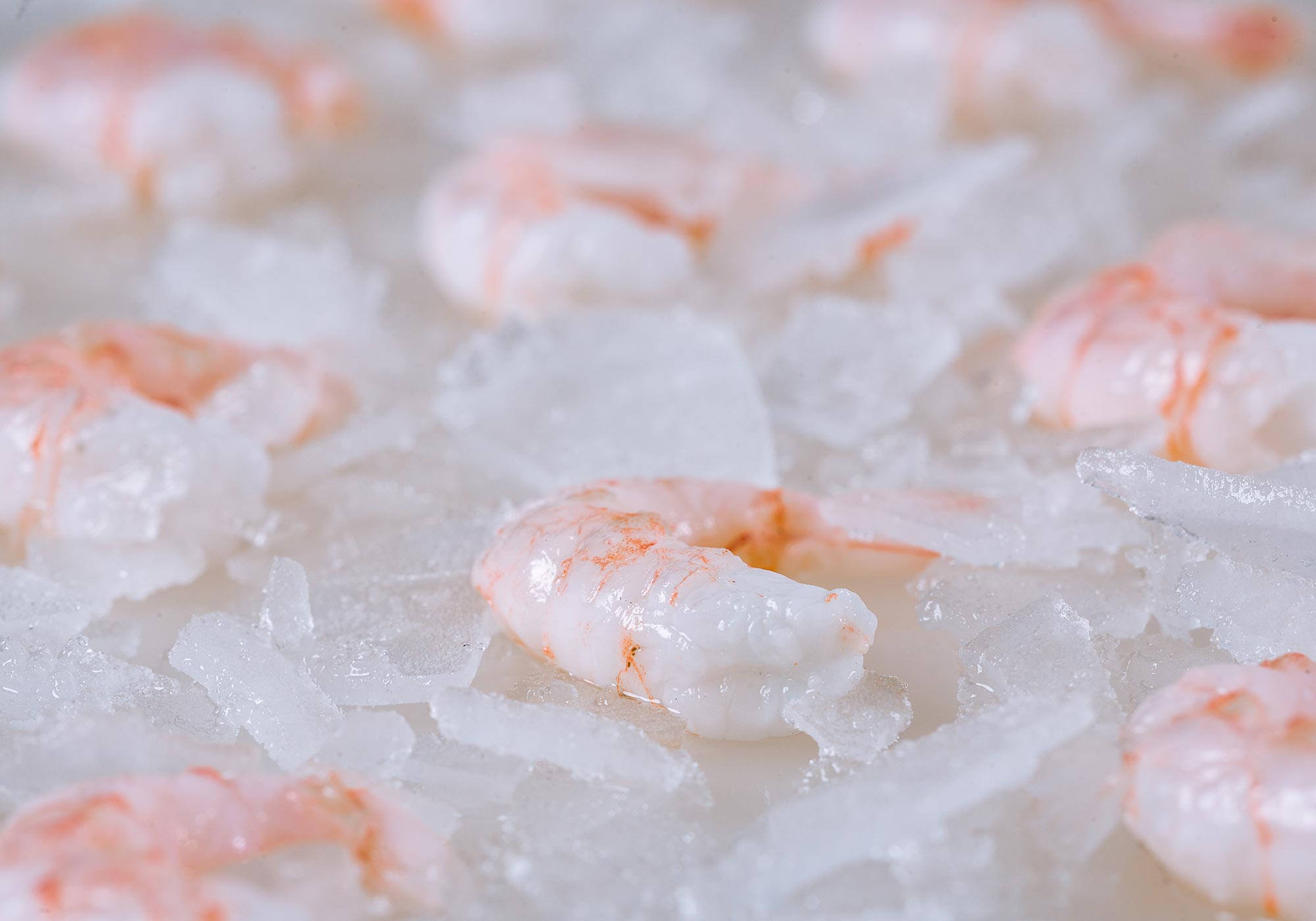 Product: Coldwater Shrimp | Barry Group Inc