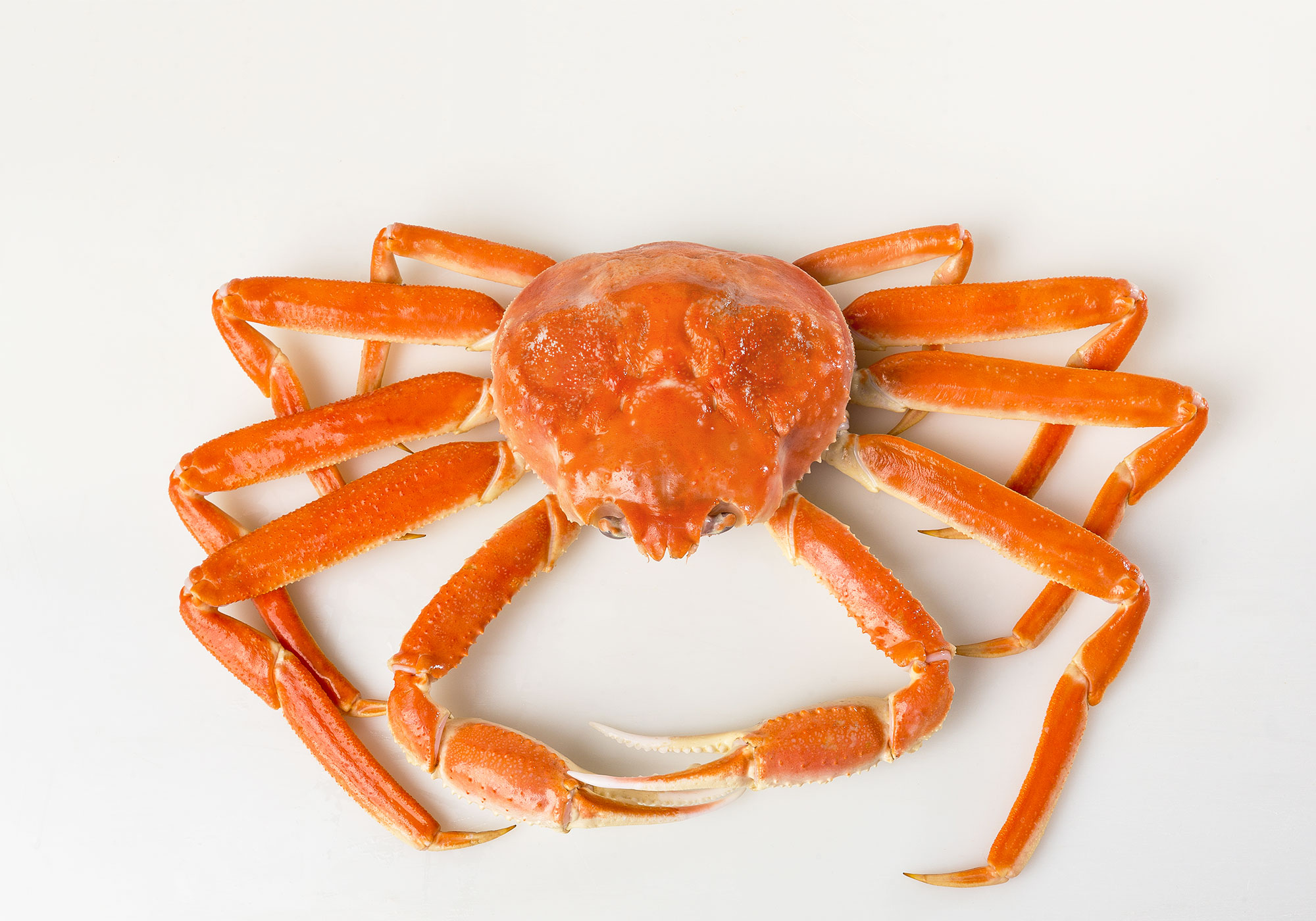 Getting To Know Snow Crabs Facta Media